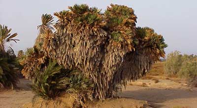 Zembaba Tree Egypt's Biodiversity